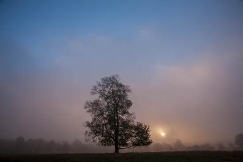 Blue;Branches;Brown;Color;Field;Gold;Mist;Orange;Sun-up;Sunlight;Sunrise;Tan;Tennessee;Tree;Yellow;fog;haze;misty;sun