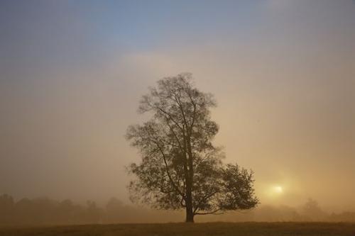 haze;Brown;tree;Gold;branches;Blue;Sun-up;fog;Tan;Sunrise;Sun;mist;misty;Orange;field;Yellow;Sunlight;landscape;morning;sunrise;dawn;peaceful;pastoral;