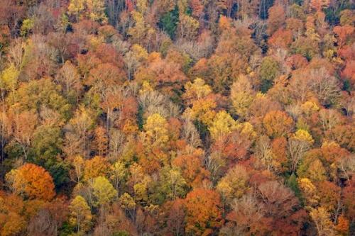 Woods;Gold;Red;Abstract;Tree;Wooded area;Tan;Abstracts;Big South Fork National Recreation Area;Forest;Woodlands;Gray;Brown;Orange;Timber;Mountain;Patterns;Timberland;Wood;Gorge;Abstraction;Woodland;Cumberland Plateau;Fall;Bluff;Mountainside;Autumn;Textures;Hillside;Green;Trees