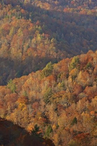 Bluff;Gray;Forest;Hillside;Gorge;Trees;Mountainside;Woodlands;Fall;Autumn;Abstract;Gold;Patterns;Orange;Abstracts;Woods;Mountain;Cumberland Plateau;Abstraction;Green;Red;Textures;Big South Fork National Recreation Area;Brown;Tan;Timber;Tree;Wood;Wooded area;Woodland;Timberland