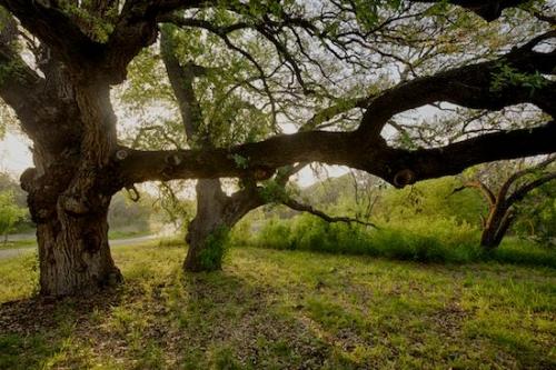 sunrise;leaves;Green;branches;limb;Brown;Texas;bark;trunk;branch;tree limbs;tree;tree trunk;trees