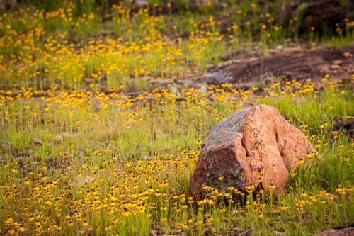 Bloom;Blossom;Blossoms;Botanical;Boulder;Boulders;Calm;Floral;Floweret;Flowering;Flowers;Flowers & Plants;Healing;Health care;Healthcare;Nature;Pastoral;Rock;Rock formations;Rocks;Spring;Stones;Texas;Texas Hill Country;Yellow;bloom;botanicals;flora;floral;flower;green;landscape;oneness;peaceful;restful;serene;sneezeweed;soothing;tranquil;wildflower;zen