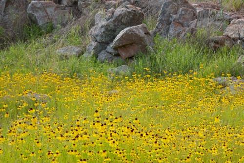 Bloom;Blossom;Blossoms;Botanical;Boulder;Boulders;Calm;Floral;Floweret;Flowering;Flowers;Flowers & Plants;Healing;Health care;Healthcare;Nature;Pastoral;Rock;Rock formations;Rocks;Spring;Stones;Texas;Texas Hill Country;Yellow;bloom;botanicals;flora;floral;flower;green;landscape;oneness;peaceful;restful;serene;sneezeweed;soothing;tranquil;wildflower;zen
