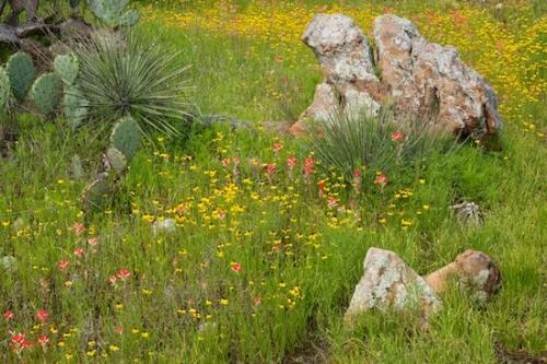 Green;Boulder;Yellow;Flower;yucca;prickly pear;Stone;Rock;Texas;Brown;Red;Indian Paintbrush;Tan;Texas Hill Country