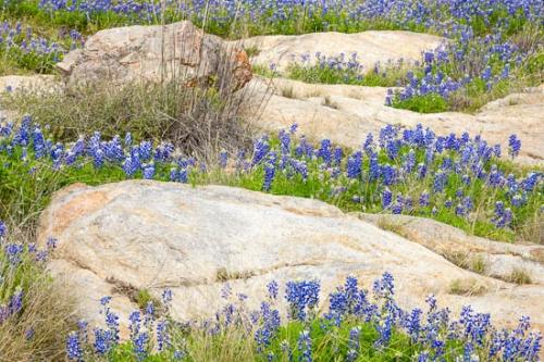 Bloom;Blossom;Blossoms;Blue;Bluebonnet;Bluebonnets;Boulder;Boulders;Brown;Flower;Floweret;Flowering;Flowers;Flowers & Plants;Gold;Green;Healing;Health care;Healthcare;Landscape;Nature;Oneness;Pastoral;Peaceful;Petal;Plant;Rock;Rock Formations;Rocks;Rocky;Stone;Stones;Tan;Texas;Texas Bluebonnet;Texas Hill Country;United States;Wabi Sabi;Wildflower;Yellow;bloom;botanical;botanicals;calm;flora;floral;restful;serene;soothing;tranquil;zen