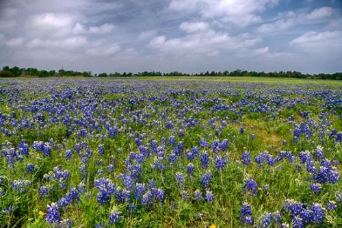 Bloom;Blossom;Blossoms;Blue;Bluebonnet;Bluebonnets;Cloud;Cloud Formation;Clouds;Field;Fields;Flower;Floweret;Flowering;Flowers;Flowers & Plants;Green;Healing;Health care;Healthcare;Landscape;Modern;Nature;Oneness;Pastoral;Peaceful;Petal;Plant;Sky;Texas;Texas Bluebonnet;Wildflower;bloom;botanical;calm;contemporary;contemporary art;flora;floral;pasture;restful;serene;soothing;tranquil;zen