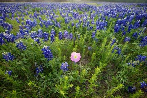 Flowers;Season;Spring;Springtime;Petals;Texas;bluebonnet;Pink;Wildflower;Blossom;Flower;Petal;Field;Blue;bluebonnets;Flowering;Green;floral;primrose