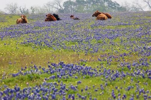 Texas Hill Country;Farming;field;Flower;Farm;Agricultural;Cattle;bluebonnets;Fields;Farmland;Hillside;Pasture;Texas;bluebonnet;Texas dandelion;cows;Field