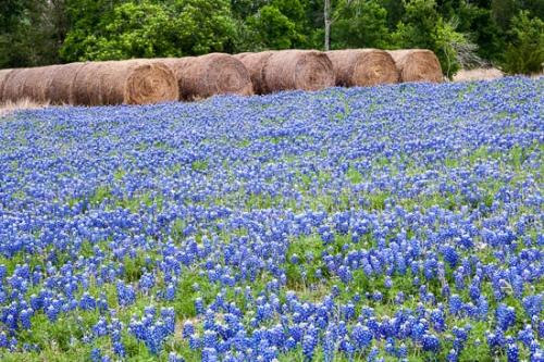 Abstract;Abstraction;Agricultural;Bale;Bloom;Blossom;Blossoms;Blue;Bluebonnet;Bluebonnets;Close-up;Field;Fields;Flower;Floweret;Flowering;Flowers;Flowers & Plants;Green;Hay;Healing;Health care;Healthcare;Landscape;Modern;Nature;Oneness;Pastoral;Pattern;Peaceful;Petal;Plant;Shape;Texas;Texas Bluebonnet;Texture;Wildflower;bloom;botanical;calm;contemporary;contemporary art;flora;floral;pasture;restful;serene;soothing;tranquil;zen