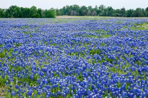 Abstract;Abstraction;Bloom;Blossom;Blossoms;Blue;Bluebonnet;Bluebonnets;Close-up;Field;Fields;Flower;Floweret;Flowering;Flowers;Flowers & Plants;Green;Healing;Health care;Healthcare;Landscape;Modern;Nature;Oneness;Pastoral;Pattern;Peaceful;Petal;Plant;Shape;Sky;Texas;Texas Bluebonnet;Texture;Wildflower;bloom;botanical;calm;contemporary;contemporary art;flora;floral;pasture;restful;serene;soothing;tranquil;zen
