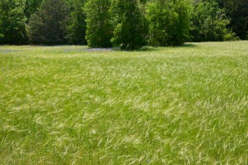 Indian Paintbrush;Texas;Texas Hill Country;Green;grass