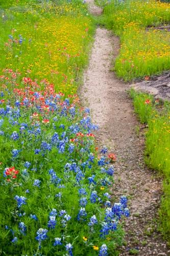 Bloom;Blossom;Blossoms;Blue;Bluebonnet;Bluebonnets;Calm;Floweret;Flowering;Flowers;Flowers & Plants;Healing;Health care;Healthcare;Hiking Trail;Indian Paintbrush;Journey;Nature;Pastoral;Path;Pathway;Petal;Petals;Seasons;Spring;Springtime;Tan;Texas;Texas Hill Country;Traill;Walkway;Yellow;bloom;flora;floral;flower;green;landscape;oneness;peaceful;plants;red;restful;serene;soothing;trail;tranquil;wildflower;zen