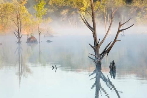 Boulder;Boulders;Branches;Brown;Fall;Gold;Green;Ink Lakes;Lake;Landscape;Mirror;Mist;Oneness;Peaceful;Reflection;Reflections;Rock;Rocks;Tan;Texas;Texas Hill Country;Tree;Trees;Trunk;Water;Yellow;bark;fog;foggy;haze;limbs;misty;stump;tree limbs;zen