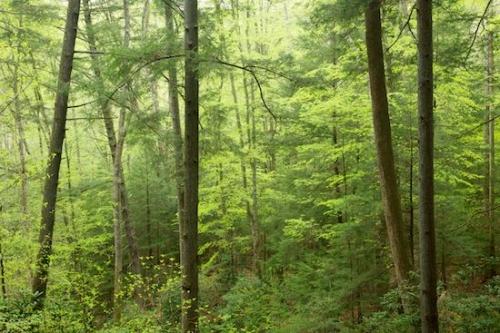Tree;Season;Woods;Timberland;Brown;Woodland;Spring;Big South Fork National River & Recreation Area;Wood;Wooded area;Green;Timber;Springtime;Woodlands;Forest