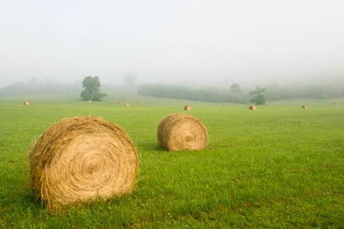 Agricultural;Agriculture;Bale;Farm;Field;Fields;Grass;Green;Hay;Hay Bales;Mist;Obscured;Tan;fog;foggy;haze;misty;pasture