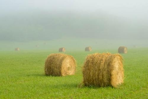 Agricultural;Agriculture;Bale;Farm;Field;Fields;Grass;Green;Hay;Hay Bales;Mist;Obscured;Tan;fog;foggy;haze;misty;pasture