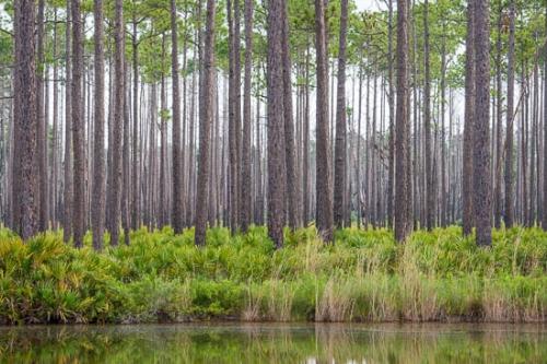 Brown;Forest;Georgia;Grass;Green;Healing;Health care;Healthcare;Lake;Landscape;Mirror;Nature;Okefenokee;Oneness;Palmetto;Pastoral;Peaceful;Pine;Reflection;Reflections;Savannah;Swamp;Tan;Tree;Trees;Water;Woodland;calm;restful;serene;soothing;tranquil;zen