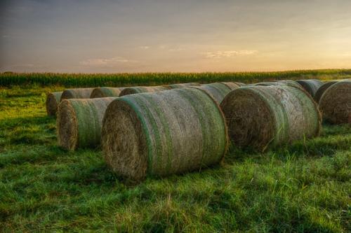Agricultural;Agriculture;Bale;Break of Day;Calm;Cloud;Corn;Farm;Farming;Fields;First Light;Hay Bales;Healing;Health care;Healthcare;Nature;Pastoral;Sun-up;Sunlight;Sunshine;Yellow;crops;dawn;daybreak;field;grass;green;hay;landscape;morn;morning;oneness;pasture;peaceful;restful;serene;sky;soothing;sunlit;sunrise;sunup;tranquil;zen