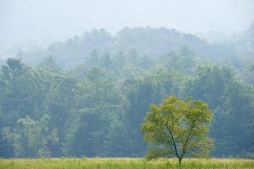 Forest;tree limbs;Mountains;branches;Field;Cade's Cove;Hillside;Sunlit;Green;Fields;Mountainside;Pasture;Great Smoky Mountains National Park;Valley;tree trunk;Sunshine;Blue;Sunlight;trees;tree;Pastureland