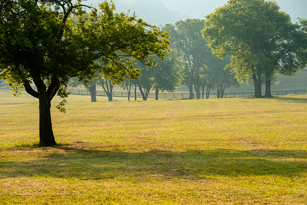 mist;Green;Pastureland;Tan;branches;Grass;Silhouette;foggy;Fence;fog;tree trunk;Pasture;Fields;misty;trees;tree limbs;haze;tree;Brown