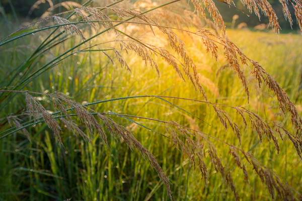 Botanical;Brown;Calm;Dew;Droplets;Drops;Gold;Healing;Health care;Healthcare;Henry Horton;Henry Horton State Park;Macro;Nature;Pastoral;Seed Head;State Park;Sunlight;Sunshine;Tan;Tennessee;United States;Wabi Sabi;Water;Water Drops;Yellow;botanicals;dew;dew drops;dewy;drop;droplet;foliage;grass;green;oneness;peaceful;plant;restful;serene;soothing;sunlit;tranquil;zen