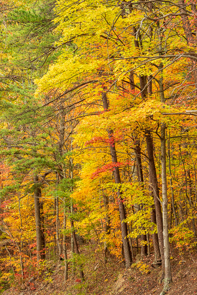 Autumn;Branches;Bridging the Smokies;Brown;Calm;Concepts;Fall;Forest;Forested;Gold;Habitat;Healing;Health care;Healthcare;Leaf;Leaves;Nature;Oneness;Pastoral;Sunlight;Sunshine;TNC;Tapoco;Timber;Timberland;Tree;Wood;Woodland;Woods;Yellow;landscape;leaves;peaceful;plants;restful;serene;soothing;sunlit;tranquil;tree;tree limbs;trees;trunk