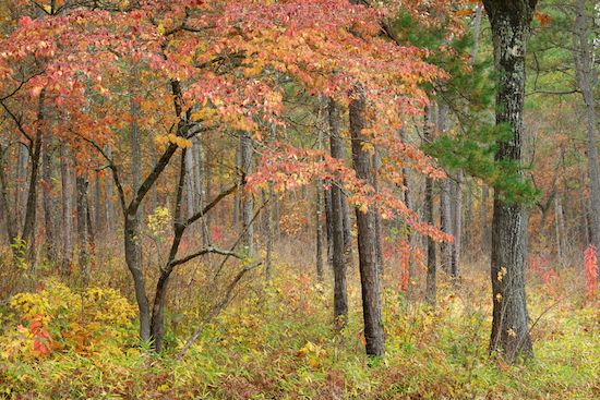 branches;leaves;Yellow;trunk;Woodland;tree trunk;Wooded area;tree limbs;Trees;trees;Woodlands;Woods;Autumn;Fall;tree;Tree;Timberland;Timber;Tan;roots;Red;bark;Gray;Alabama;branch;limb;Little River Canyon;Forest;dogwood;Green;Brown