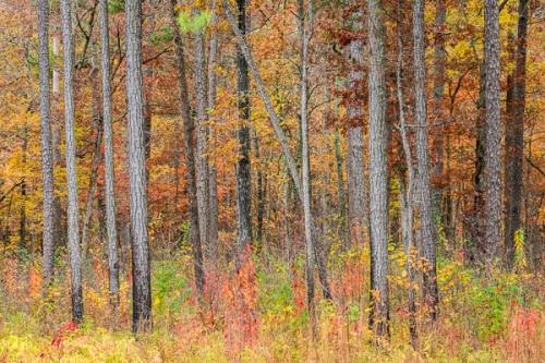 Abstract;Abstraction;Alabama;Autumn;Branches;Brown;Calm;Fall;Forest;Gold;Line;Little River Canyon;Nature;Pastoral;Tan;Timber;Timberland;Tree;Wabi Sabi;Warm Colors;Warm Palette;Warm Tones;Wood;Woodland;Woodlands;Woods;Yellow;bark;branch;color;gray;green;landscape;leaves;limb;limbs;oneness;orange;pattern;peaceful;pine;red;restful;roots;serene;soothing;tranquil;tree limbs;tree trunk;trees;trunk;wooded area;zen