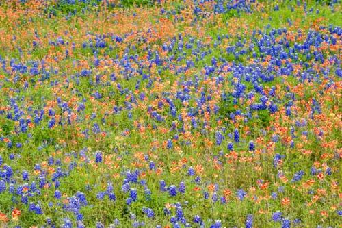 Abstract;Abstraction;Bloom;Blossom;Blossoms;Blue;Bluebonnet;Bluebonnets;Field;Flower;Floweret;Flowering;Flowers;Flowers & Plants;Green;Healing;Health care;Healthcare;Indian Paintbrush;Landscape;Modern;Oneness;Pastoral;Pattern;Peaceful;Petal;Petals;Red;Texas;Texas Bluebonnet;Texture;White;Wildflower;bloom;calm;contemporary;contemporary art;flora;floral;modern art;restful;serene;soothing;tranquil;zen
