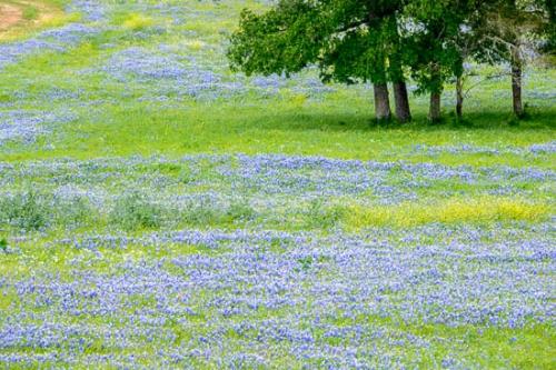Agricultural;Bloom;Blossom;Blossoms;Blue;Bluebonnet;Bluebonnets;Branches;Field;Fields;Flower;Floweret;Flowering;Flowers;Flowers & Plants;Green;Healing;Health care;Healthcare;Landscape;Leaves;Nature;Oneness;Pastoral;Peaceful;Petal;Petals;Texas;Texas Bluebonnet;Tree;Trees;Trunk;Wildflower;Yellow;bloom;calm;flora;floral;limbs;pasture;restful;serene;soothing;tranquil;tree limbs;zen