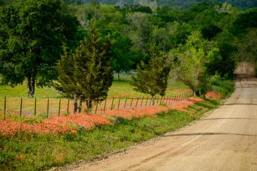 Bloom;Blossom;Blossoms;Branches;Brown;Fence;Field;Flower;Floweret;Flowering;Flowers;Green;Healing;Health care;Healthcare;Indian Paintbrush;Modern;Oneness;Pastoral;Peaceful;Petals;Red;Road;Tan;Texas;Trail;Tree;Trees;White;Wildflower;bloom;calm;flora;floral;pasture;pathway;restful;roadway;serene;soothing;tranquil;zen