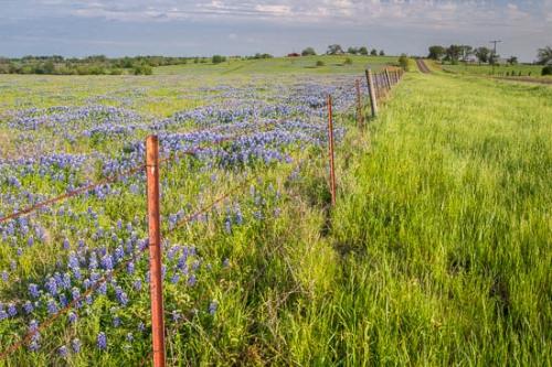 Barn;Bloom;Blossom;Blossoms;Blue;Bluebonnet;Bluebonnets;Cloud;Cloud Formation;Clouds;Cloudy;Fence;Field;Flower;Floweret;Flowering;Flowers;Grass;Green;Highway;Petal;Petals;Road;Sky;Texas;Texas Bluebonnet;Trail;Wildflower;bloom;flora;floral;pasture;roadway