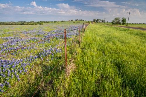 Barn;Bloom;Blossom;Blossoms;Blue;Bluebonnet;Bluebonnets;Cloud;Cloud Formation;Clouds;Cloudy;Fence;Field;Flower;Floweret;Flowering;Flowers;Grass;Green;Highway;Petal;Petals;Road;Sky;Texas;Texas Bluebonnet;Trail;Wildflower;bloom;flora;floral;pasture;roadway