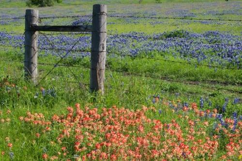 Green;Flora;Texas;fence;Flowering;Petal;Wildflower;Blossom;Blue;Petals;fence row;Bluebonnets;White;Bloom;Flower;Texas Bluebonnet;Flowers;Indian Paintbrush;floral;Bluebonnet;Red