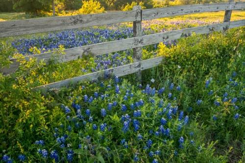 Agricultural;Bloom;Blossom;Blossoms;Blue;Bluebonnet;Bluebonnets;Fence;Field;Flower;Floweret;Flowering;Flowers;Green;Petal;Sunbeam;Sunlight;Sunlit;Sunrise;Sunshine;Texas;Texas Bluebonnet;Wildflower;bloom;flora;floral;pasture