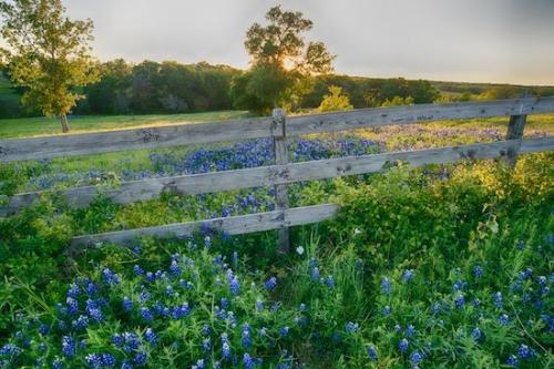 Sunset;Flowers;Sunny;Petal;Texas Bluebonnet;Wildflower;Flower;Sunlit;Petals;Blue;Green;Sunbeams;Sunlight;fence;Blossom;Flowering;Sunrays;Bluebonnet;Texas;Field;Bluebonnets;Flora;Pasture;Fields;Sun