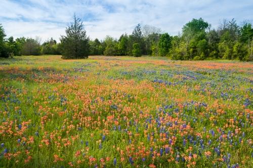 Bloom;Blossom;Blossoms;Blue;Bluebonnet;Bluebonnets;Blues;Calm;Cool Colors;Cool Palette;Cool Tones;Floral;Floweret;Flowering;Flowers;Flowers & Plants;Healing;Health care;Healthcare;Indian Paintbrush;Nature;Pastoral;Petal;Petals;Seasons;Spring;Springtime;Texas;Texas Bluebonnet;Tree;White;bloom;blue;color;flora;floral;flower;green;landscape;oneness;peaceful;plant;plants;red;restful;serene;soothing;tranquil;trees;wildflower;zen