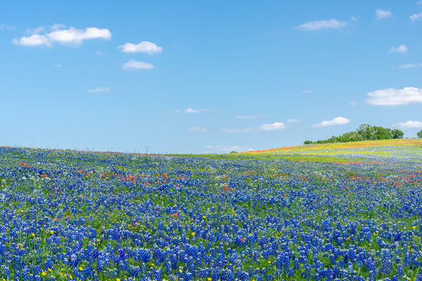 Bloom;Blossom;Blossoms;Blue;Bluebonnets;Blues;Calm;Cloud;Cloud Formation;Clouds;Concepts;Cool Colors;Cool Palette;Cool Tones;Flora;Floral;Flower;Floweret;Flowering;Flowers;Green;Greens;Healing;Health care;Healthcare;Leaves;Looking up;Lupinus texensis;Nature;Oneness;Pastoral;Petal;Petals;Seasons;Spring;Springtime;Sunlight;Sunshine;Texas;Texas Bluebonnet;Tree;United States;Wildflower;bloom;blue;color;field;flora;floral;flower;green;landscape;pasture;peaceful;plants;restful;serene;sky;soothing;sunlit;tranquil;tree;trees;wildflower;zen