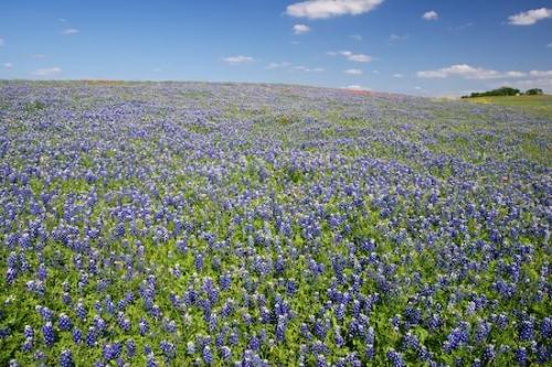 Clouds;Bluebonnet;Wildflower;Cloud Formation;Flowers;Texas;Blue;Cloud;Flower;Flora;Indian Paintbrush;Petals;Field;Blossom;Bluebonnets;Petal;Fields;Green;Sky;Texas Bluebonnet;Pasture;Flowering
