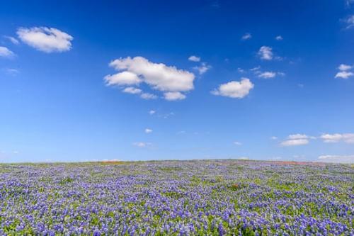 Blossom;Blossoms;Blue;Bluebonnet;Bluebonnets;Cloud;Cloud Formation;Clouds;Cloudy;Field;Flower;Floweret;Flowering;Flowers;Green;Landscape;Petal;Petals;Sky;Texas;Texas Bluebonnet;Wildflower;bloom;flora;floral