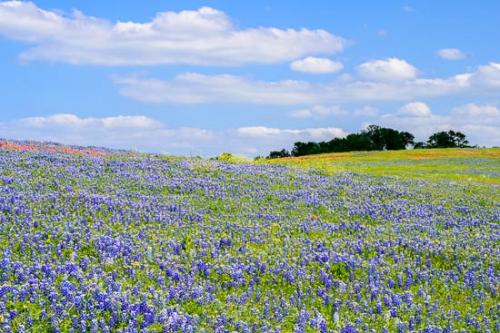 Blossom;Blossoms;Blue;Bluebonnet;Bluebonnets;Cloud;Cloud Formation;Clouds;Field;Fields;Flower;Floweret;Flowering;Flowers;Green;Indian Paintbrush;Petal;Petals;Sky;Texas;Texas Bluebonnet;Wildflower;bloom;flora;floral;pasture
