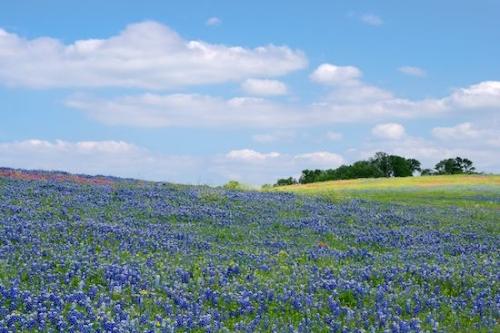 Petal;Wildflower;Flowers;Blue;Blossom;Bluebonnets;Fields;Flora;Texas;Sky;Field;Green;Flowering;Pasture;Indian Paintbrush;Clouds;Texas Bluebonnet;Cloud;Petals;Flower;Cloud Formation;Bluebonnet