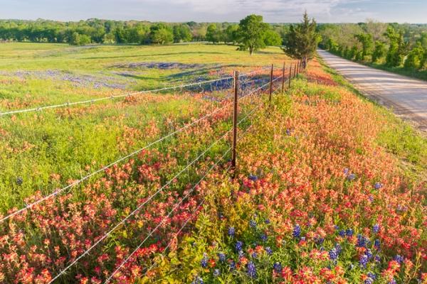 Bloom;Blossom;Blossoms;Blue;Branches;Calm;Cloud;Cloud Formation;Concepts;Cool Colors;Cool Palette;Cool Tones;Flora;Floral;Flower;Floweret;Flowering;Flowers;Flowers & Plants;Green;Greens;Healing;Health care;Healthcare;Indian Paintbrush;Leaves;Nature;Oneness;Pastoral;Petals;Roadway;Seasons;Spring;Springtime;Sunlight;Sunshine;Texas;Tree;United States;White;Wildflower;bloom;color;fence;field;flora;floral;flower;green;landscape;limbs;pasture;peaceful;plants;red;restful;road;serene;sky;soothing;sunlit;tranquil;tree;tree limbs;trees;wildflower