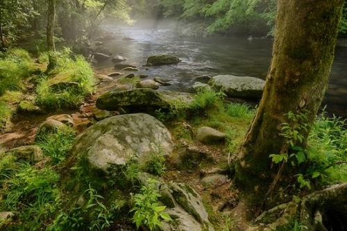 Timberland;Tree;Outdoor;flow;Stones;Landscape;Spring;Rocks;Boulders;Stone;Tennessee;Great Smoky Mountains;Trees;water;Cascading;Boulder;Rocky;Little River;Rapids;Stream;Timber;Green;Rock;Cascade;flowing;river;Forest;Springtime