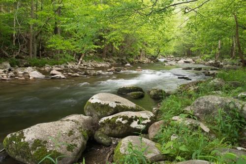 Boulder;Boulders;Cascade;Cascading;Couchville Cedar Glade State Natural Area;Elkmont;Flow;Forest;Great Smoky Mountains;Image type;Landscape;Little River;Outdoor;Photo specs;River;Rock;Rocks;Rocky;Spring;Springtime;Stone;Stones;Stream;Tennessee;Timber;Timberland;Tree;Water;flowing;green;rapids;trees
