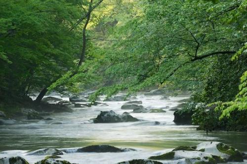Stone;Spring;Great Smoky Mountains;Cascading;river;Tree;Rocks;Boulders;Cascade;Timberland;Green;Rapids;Little River;Trees;water;Forest;Stream;Springtime;Stones;Tennessee;Landscape;Rock;flowing;Outdoor;Boulder;Yellow;Rocky;Timber;flow