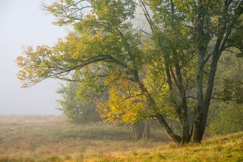 Branches;Brown;Color;Field;Gold;Green;Mist;Sunlight;Sunlit;Sunshine;Tree;Trees;White;Yellow;fog;foggy;haze;misty