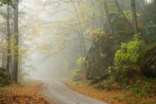 mist;Peaceful;Big South Fork National Recreation Area;fog;haze;misty;trail;pathway;Forest;path;walkway;Woods;zen;foggy;Hiking Trail;Oneness;road