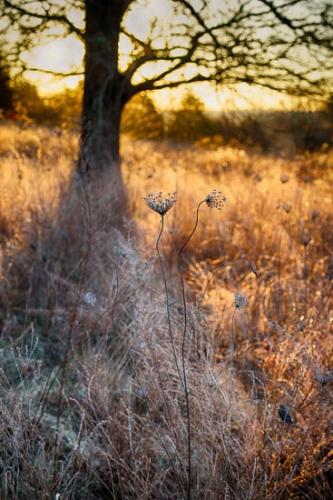 Field;Flower;Frost;Grass;Looking up;Morning;Oneness;Oriental;Pastoral;Peaceful;Plant;Queen Anne's Lace;Sun-up;Sunlight;Sunlit;Sunrise;Sunshine;Tree;Trunk;Wabi Sabi;botanical;sumi-e;tree limbs;zen