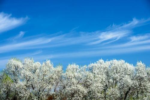 Blossom;Blossoms;Blue;Branch;Branches;Cloud;Cloud Formation;Clouds;Flower;Floweret;Flowering;Flowers;Sky;Spring;Springtime;Tree;Trees;Trunk;White;bloom;flora;floral;pear;tree limbs